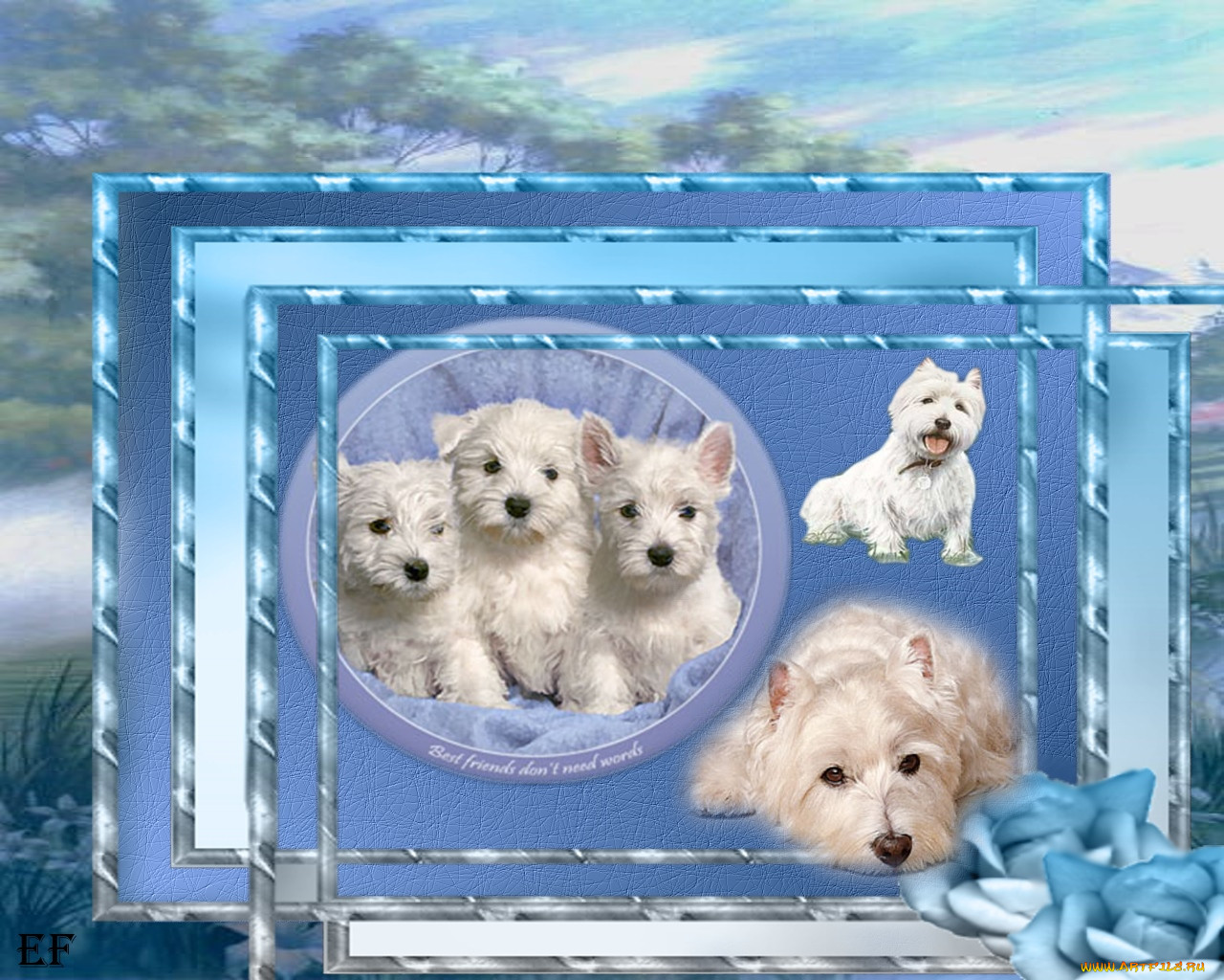dogs, 